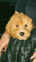 Frankie , a male Goldendoodle and Poodle - Miniature  for sale in Indianapolis, IN – 2 of 2