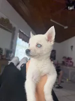 Alaskan Klee kai, a female Alaskan Klee Kai for sale in Miami, FL – 2 of 3