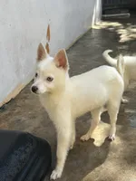 Snow, a female Alaskan Klee Kai for sale in Miami, FL – 2 of 3