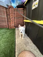 Chiqui, a female Alaskan Klee Kai for sale in Miami, FL – 5 of 7