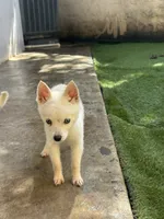 Chiqui, a female Alaskan Klee Kai for sale in Miami, FL – 2 of 7