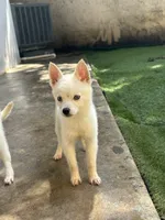 Chiqui, a female Alaskan Klee Kai for sale in Miami, FL – 4 of 7