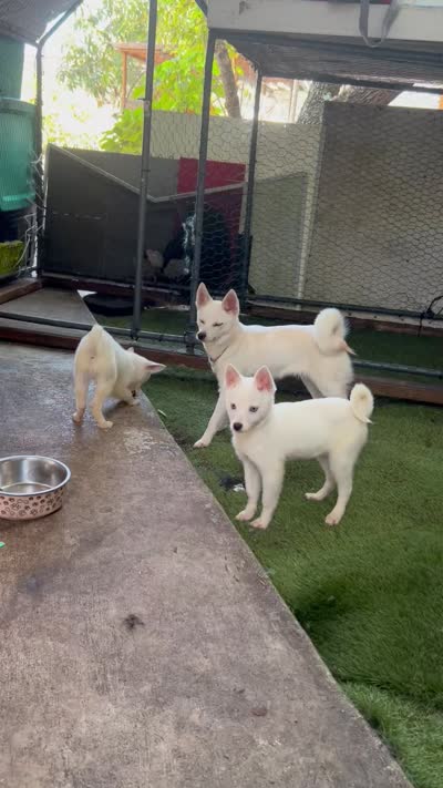 Snow, a female Alaskan Klee Kai for sale in Miami, FL – 3 of 3