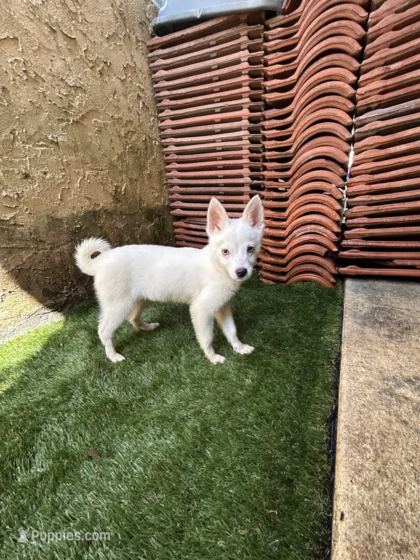 Snow – Alaskan Klee Kai puppy for sale in Miami, FL