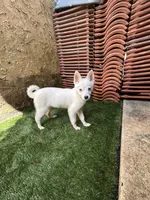 Snow, a female Alaskan Klee Kai for sale in Miami, FL – 1 of 3