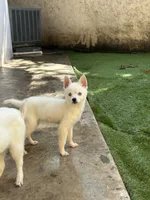 Chiqui, a female Alaskan Klee Kai for sale in Miami, FL – 3 of 7