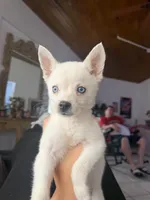 Alaskan Klee kai, a female Alaskan Klee Kai for sale in Miami, FL – 3 of 3