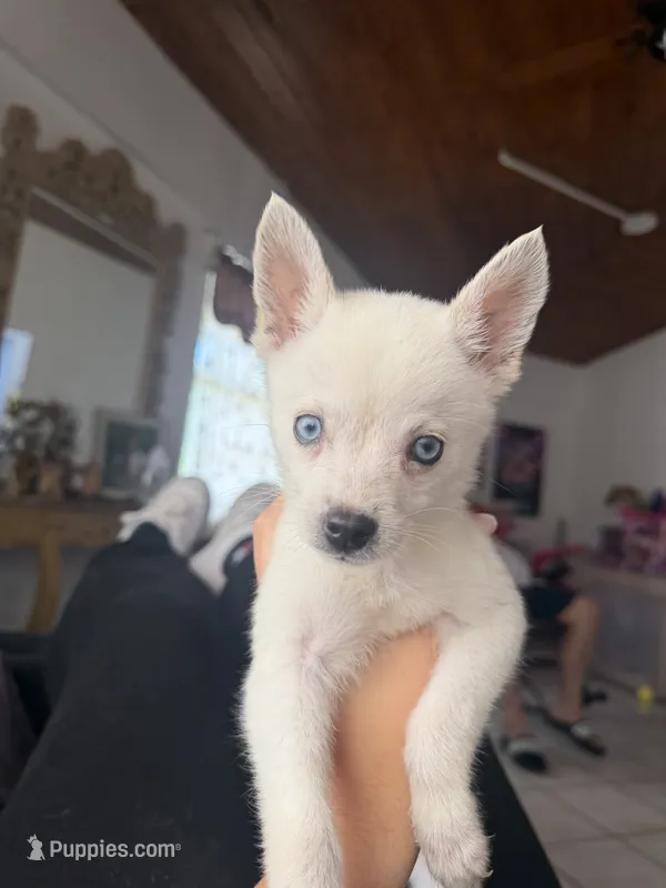 Alaskan Klee kai – Alaskan Klee Kai puppy for sale in Miami, FL
