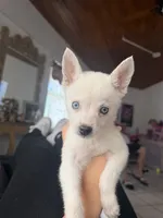 Alaskan Klee kai, a female Alaskan Klee Kai for sale in Miami, FL – 1 of 3