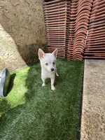 Chiqui, a female Alaskan Klee Kai for sale in Miami, FL – 6 of 7