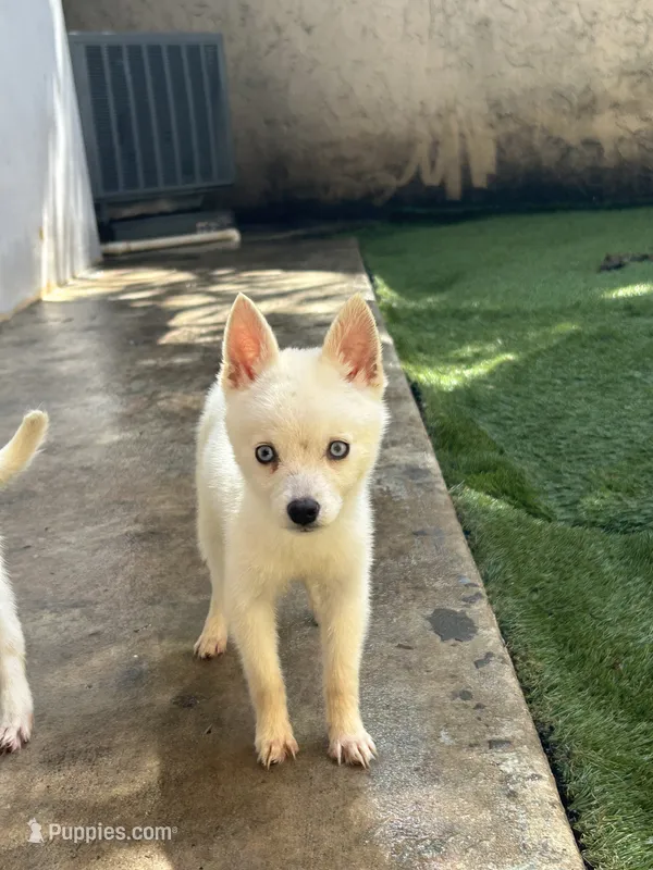 Chiqui – Alaskan Klee Kai puppy for sale in Miami, FL