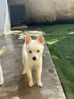 Chiqui, a female Alaskan Klee Kai for sale in Miami, FL – 1 of 7