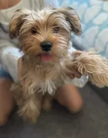 Tigger, a male Shih Tzu and Yorkshire Terrier for sale in Bakersfield, CA – 2 of 3