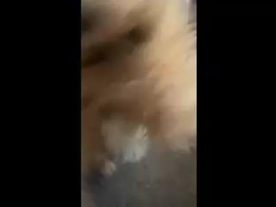 Tigger, a male Shih Tzu and Yorkshire Terrier for sale in Bakersfield, CA – 3 of 3