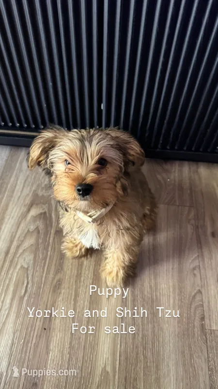 Tigger – Shih Tzu, Yorkshire Terrier puppy for sale in Bakersfield, CA