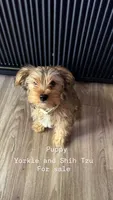 Tigger, a male Shih Tzu and Yorkshire Terrier for sale in Bakersfield, CA – 1 of 3