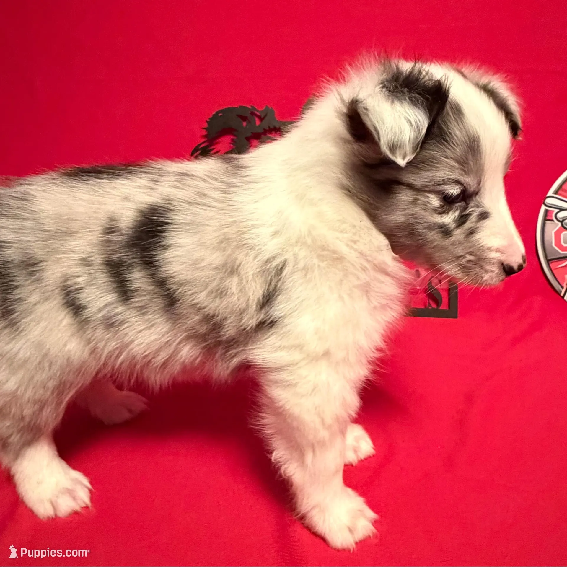Left Blue Eye , a male Shetland Sheepdog for sale in Germantown, OH – Photo 3 of 4