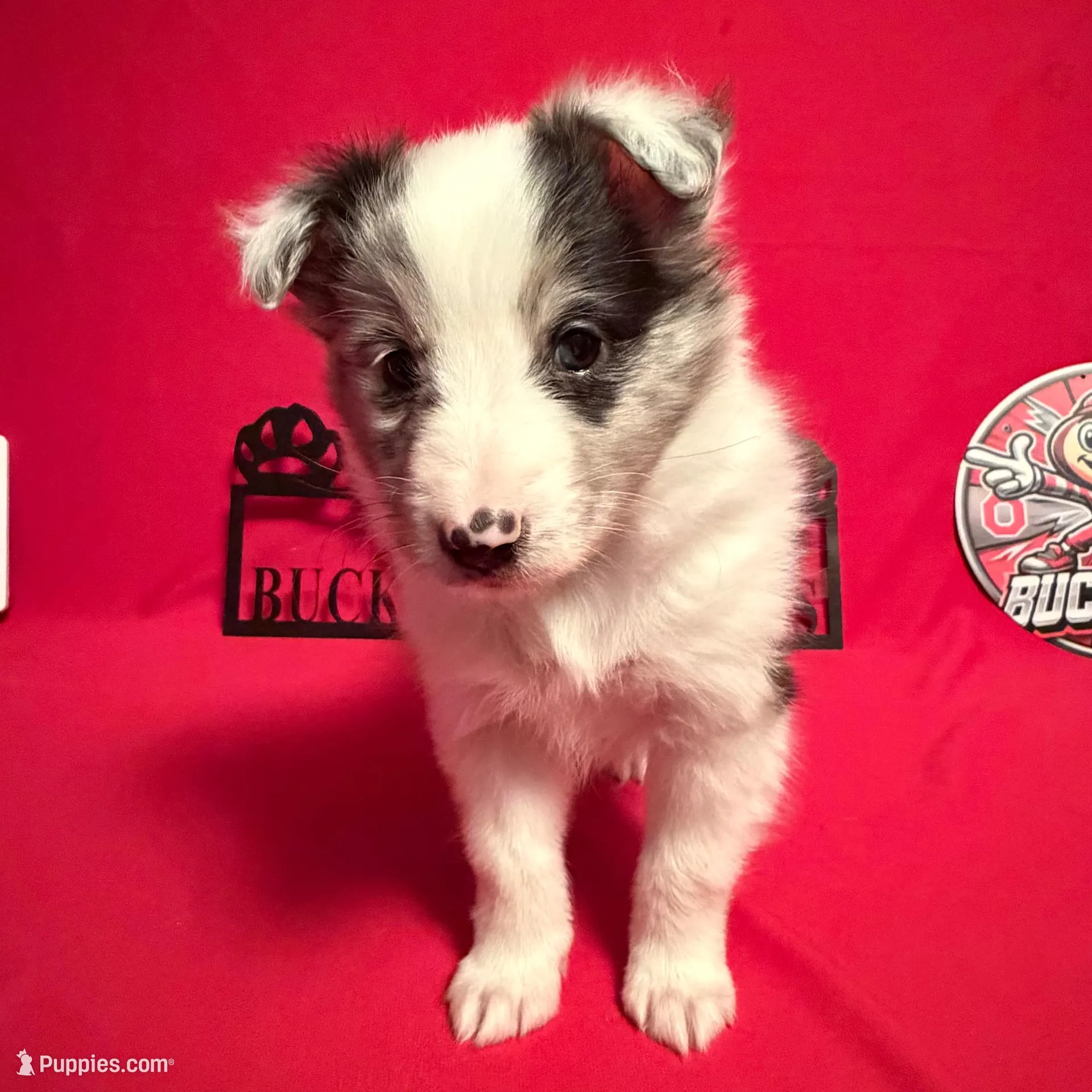 Left Blue Eye  – Shetland Sheepdog puppy for sale in Germantown, OH
