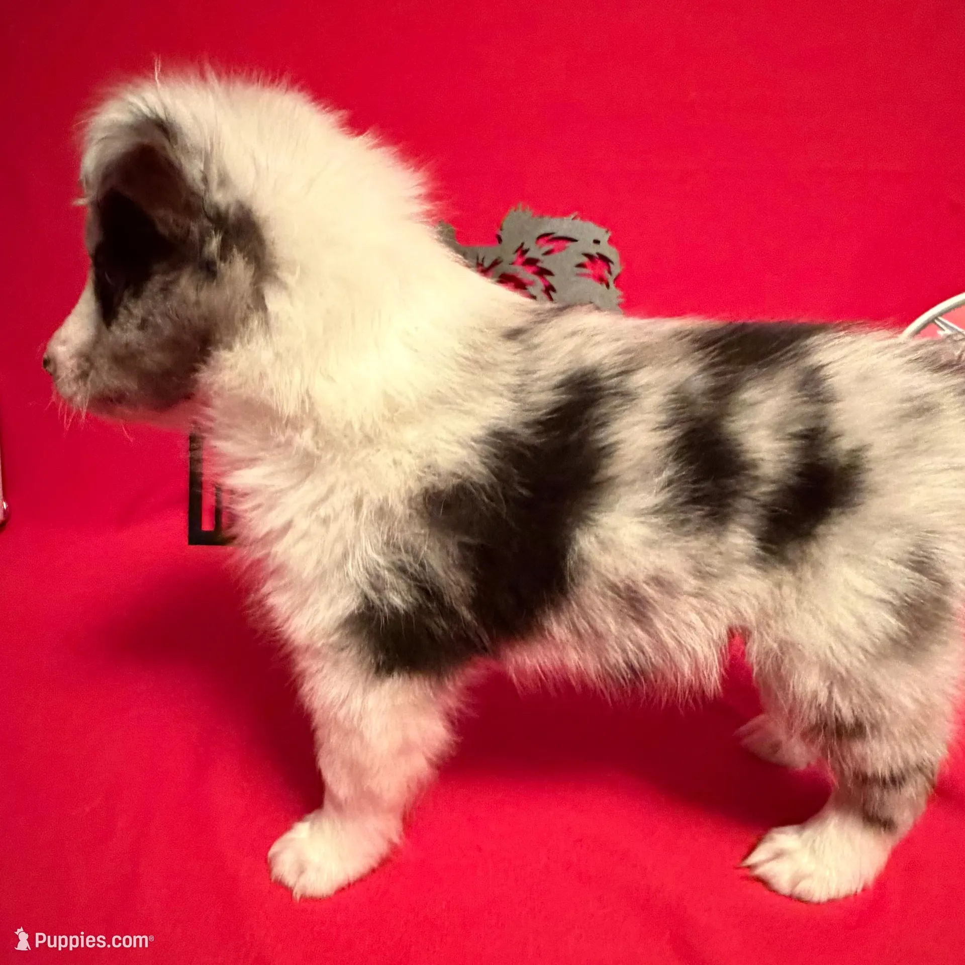 Left Blue Eye , a male Shetland Sheepdog for sale in Germantown, OH – Photo 2 of 4