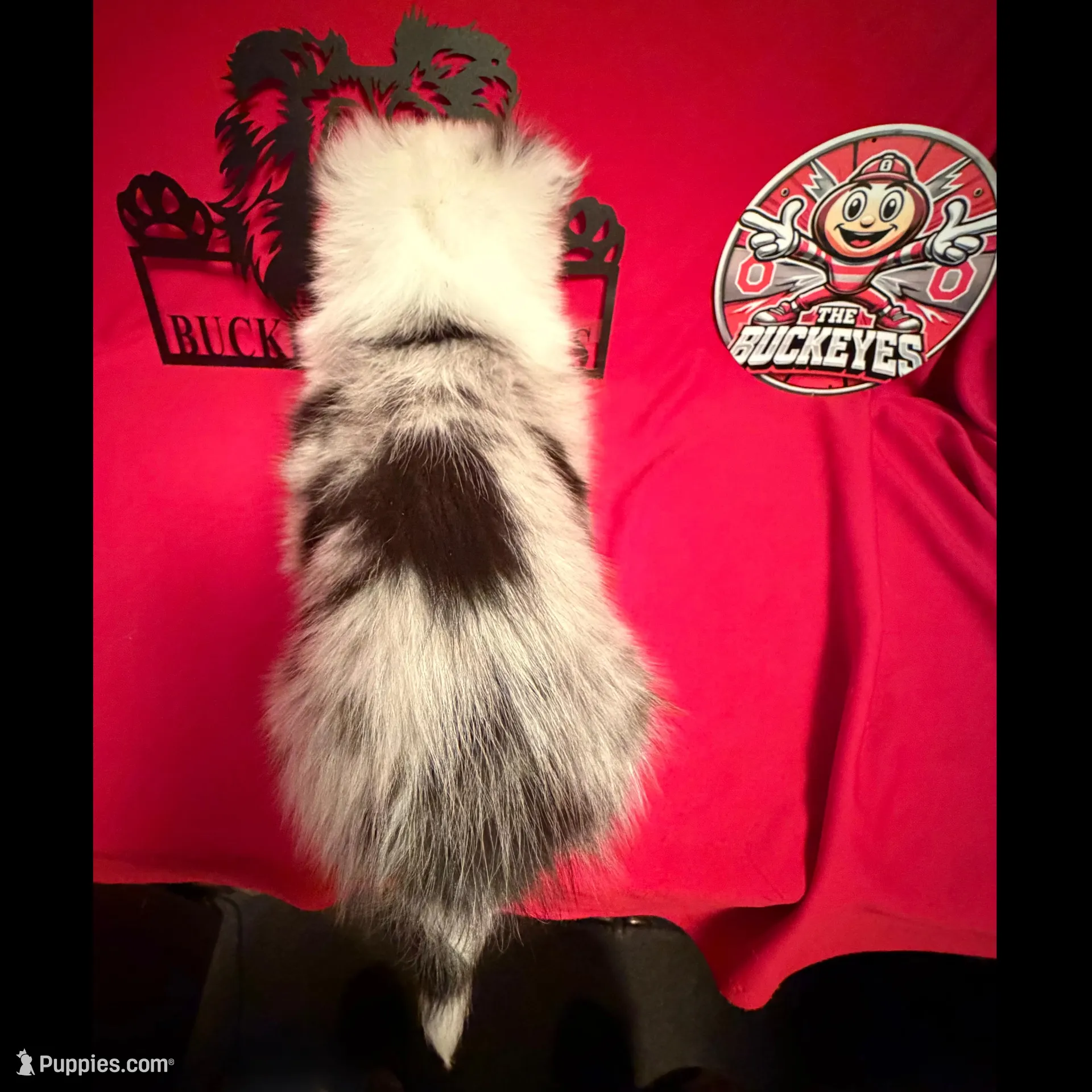 Left Blue Eye , a male Shetland Sheepdog for sale in Germantown, OH – Photo 4 of 4