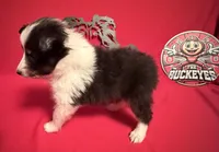 Tri Girl, a female Shetland Sheepdog for sale in Germantown, OH – Photo 2 of 4