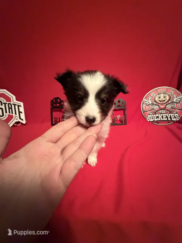 Tri Girl – Shetland Sheepdog puppy for sale in Germantown, OH