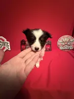 Tri Girl, a female Shetland Sheepdog for sale in Germantown, OH – Photo 1 of 4