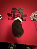 Tri Girl, a female Shetland Sheepdog for sale in Germantown, OH – Photo 4 of 4