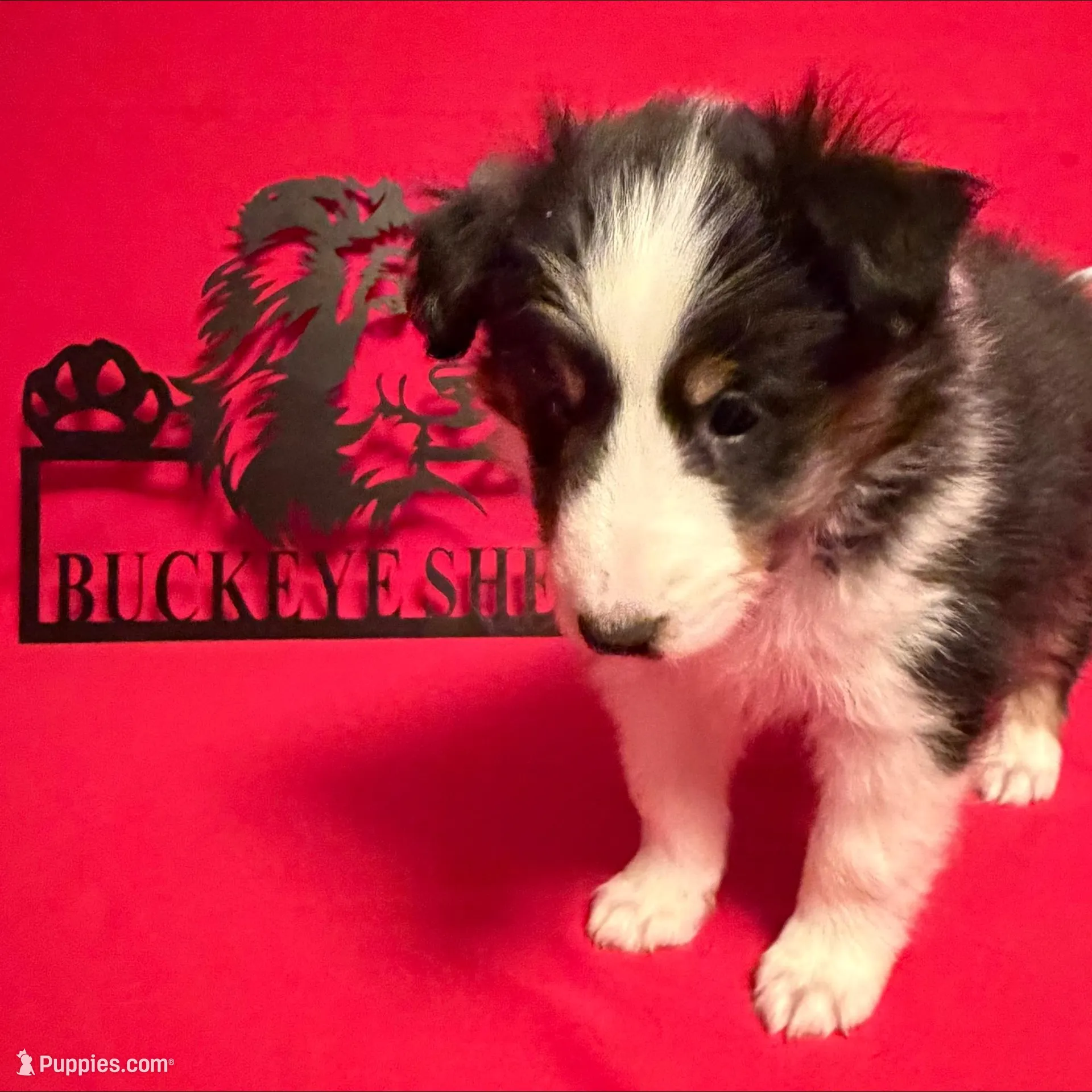 Tri Boy – Shetland Sheepdog puppy for sale in Germantown, OH