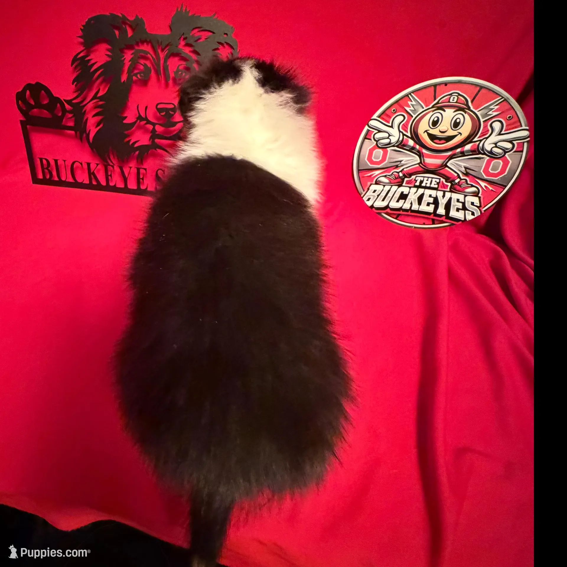 Tri Boy, a male Shetland Sheepdog for sale in Germantown, OH – Photo 4 of 4