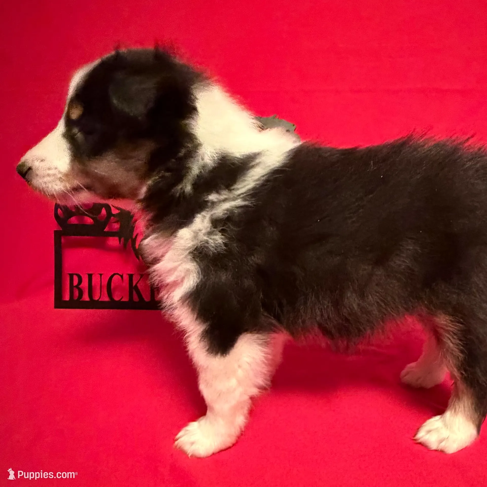 Tri Boy, a male Shetland Sheepdog for sale in Germantown, OH – Photo 3 of 4