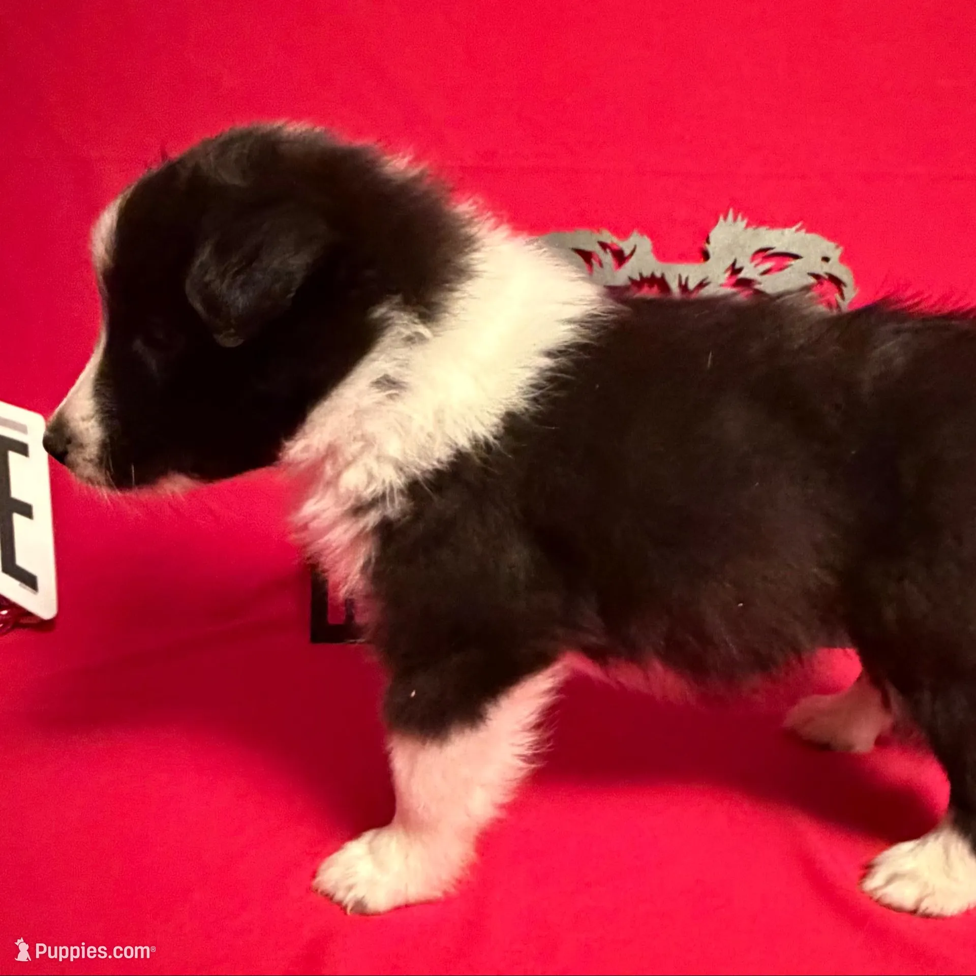Panda , a male Shetland Sheepdog for sale in Germantown, OH – Photo 3 of 4