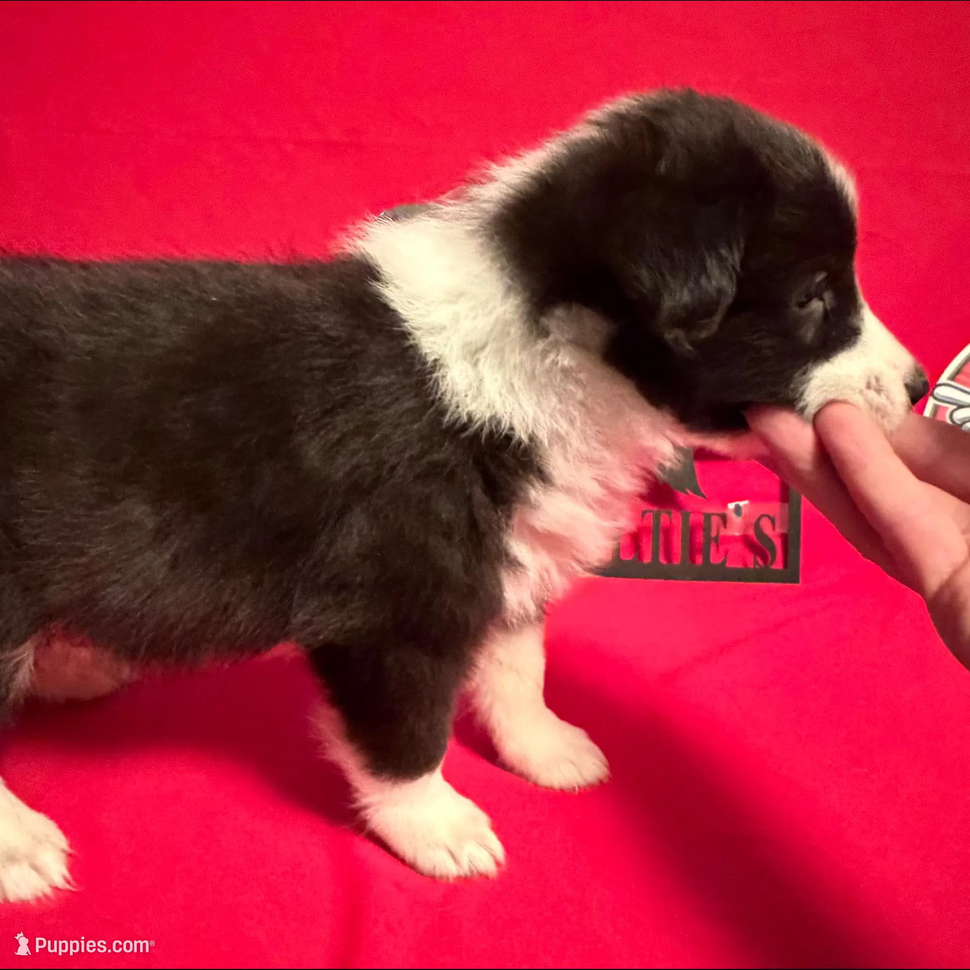 Panda , a male Shetland Sheepdog for sale in Germantown, OH – Photo 2 of 4