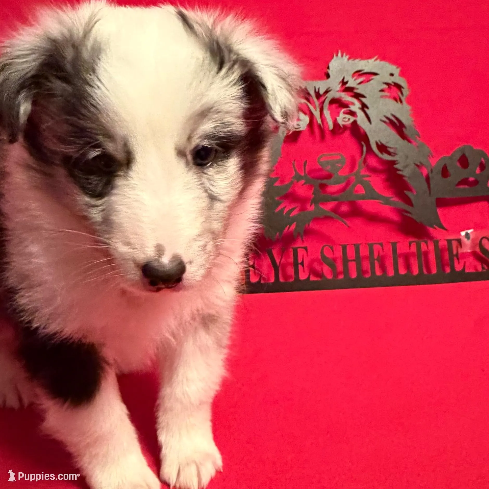 Blue Eyes, a male Shetland Sheepdog for sale in Germantown, OH – Photo 3 of 3