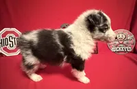 Blue Eyes, a male Shetland Sheepdog for sale in Germantown, OH – Photo 2 of 3