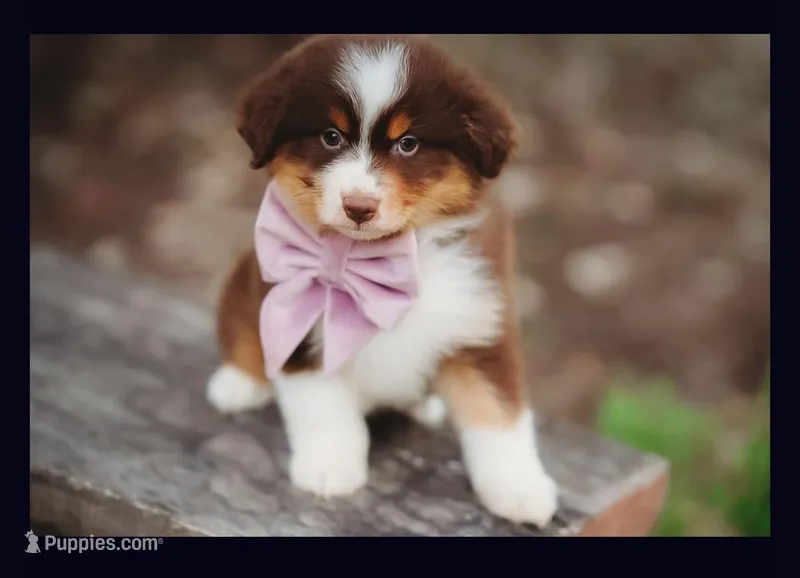 Penny – Australian Shepherd puppy for sale in Houston, TX