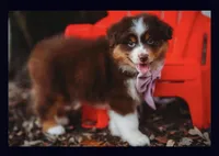 Penny, a female Australian Shepherd for sale in Houston, TX – Photo 2 of 2