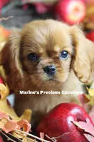 processed/ba6667e2-5941-4b95-9242-45fac66e6367/facility/918fb9df-e35d-409a-9237-b763cd897fea