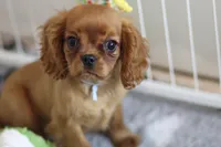 Romeo, a male Cavalier King Charles Spaniel for sale in Sandpoint, ID – Photo 7 of 9