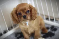 Romeo, a male Cavalier King Charles Spaniel for sale in Sandpoint, ID – Photo 4 of 9