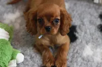 Romeo, a male Cavalier King Charles Spaniel for sale in Sandpoint, ID – Photo 9 of 9