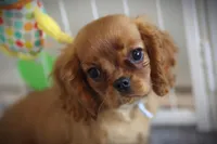 Romeo, a male Cavalier King Charles Spaniel for sale in Sandpoint, ID – Photo 3 of 9