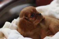 Romeo, a male Cavalier King Charles Spaniel for sale in Sandpoint, ID – Photo 5 of 9