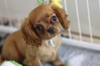 Romeo, a male Cavalier King Charles Spaniel for sale in Sandpoint, ID – Photo 6 of 9