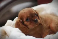 Romeo, a male Cavalier King Charles Spaniel for sale in Sandpoint, ID – Photo 8 of 9