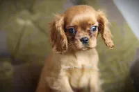 Romeo, a male Cavalier King Charles Spaniel for sale in Sandpoint, ID – Photo 2 of 9