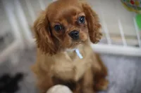 Romeo, a male Cavalier King Charles Spaniel for sale in Sandpoint, ID – Photo 1 of 9