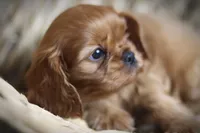 Lover Boy, a male Cavalier King Charles Spaniel for sale in Sandpoint, ID – Photo 8 of 10