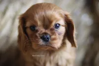 Lover Boy, a male Cavalier King Charles Spaniel for sale in Sandpoint, ID – Photo 9 of 10