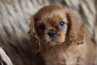 Lover Boy, a male Cavalier King Charles Spaniel for sale in Sandpoint, ID – Photo 2 of 10